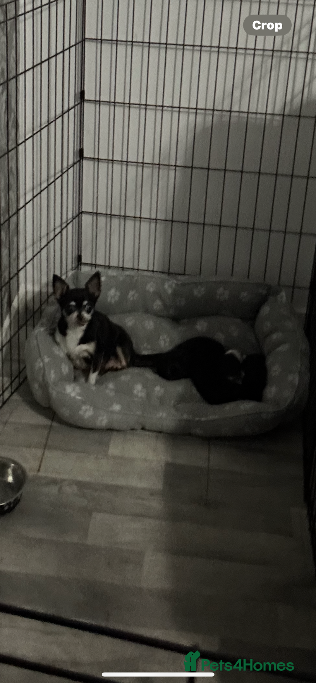 Mixed Breed dogs for sale: t cup chihuahua x pooshon - Image 13