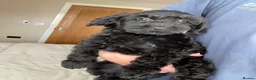 Cockapoo dogs for sale: Health tested, fully vaccinated, F1 Toy cockapoos - Advert 8