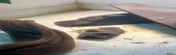 Dragon reptiles for sale: 5 x Rankin Dragons  - Advert 3