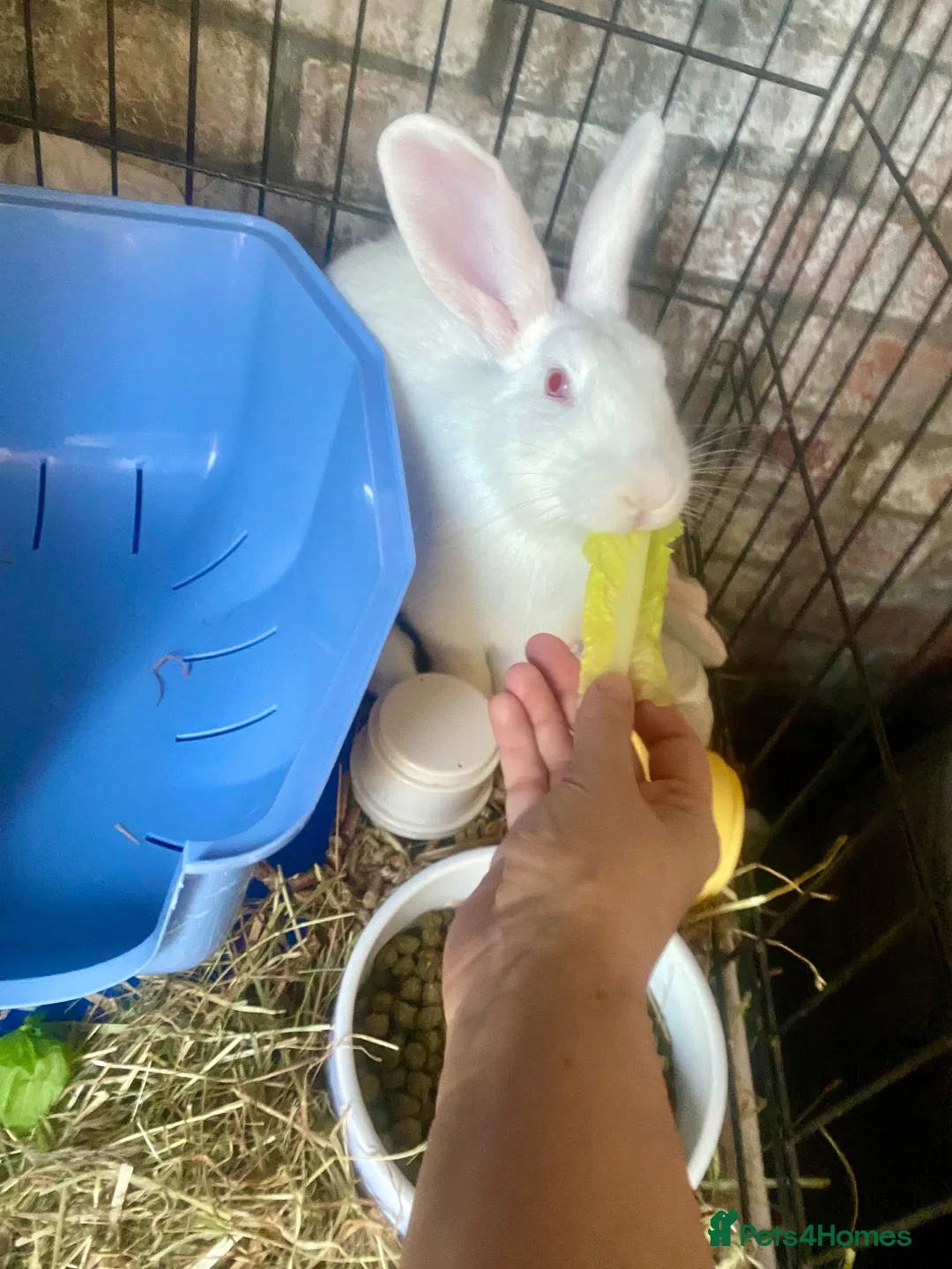 New Zealand rabbits for sale: Lovely REW doe for sale  in Swansea - Advert 2