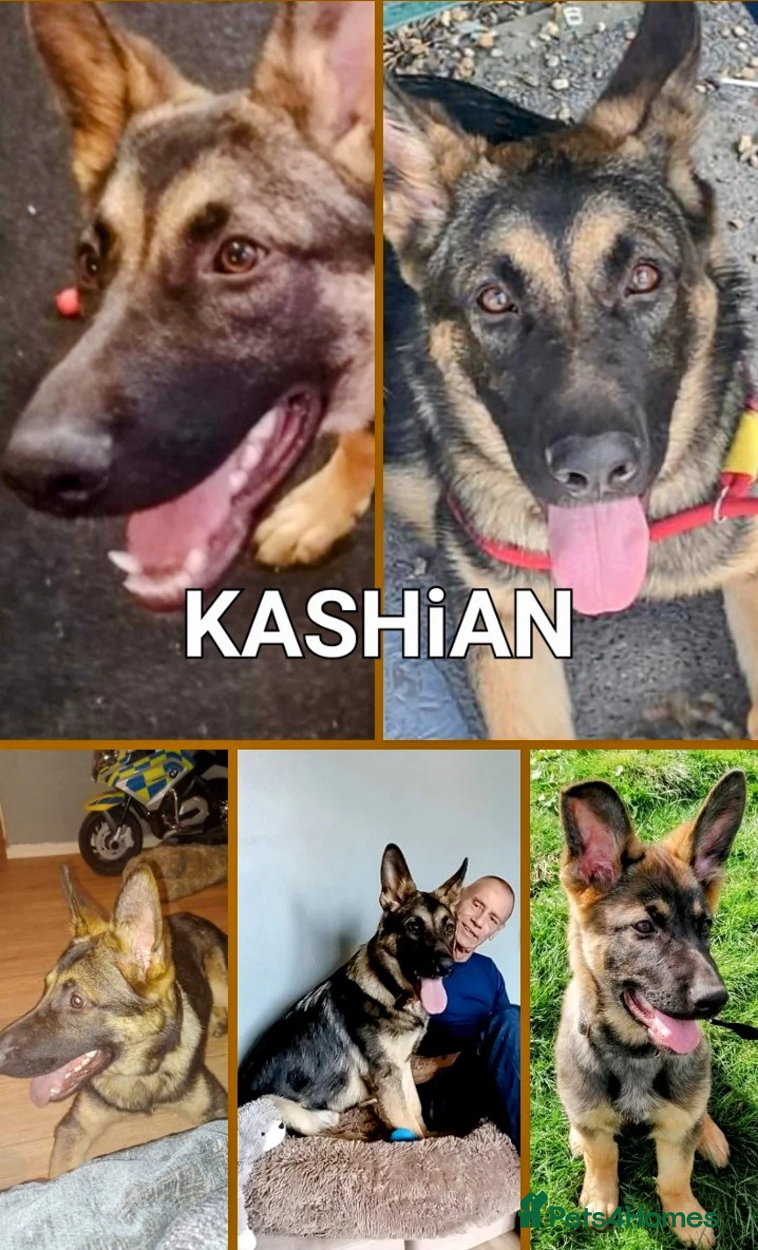 German Shepherd dogs for sale: KASHIAN.  URGENT in Chichester - Advert 2