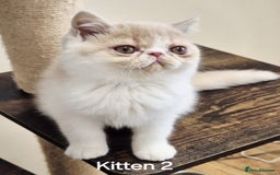 Exotic cats for sale: Registered Brothers  - Image 10