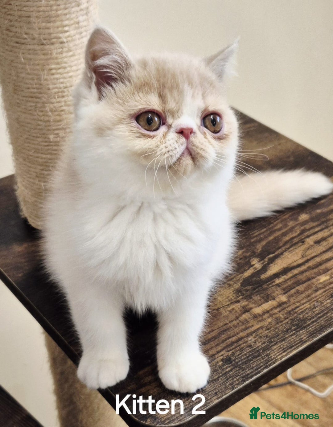 Exotic cats for sale: Registered Brothers  - Image 10