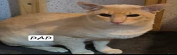 Oriental cats for sale: Stunning oriental and siamese boys  in Tilbury - Advert 9