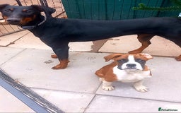 Boxer dogs for sale: Last KC Puppy looking for their forever home - Image 15