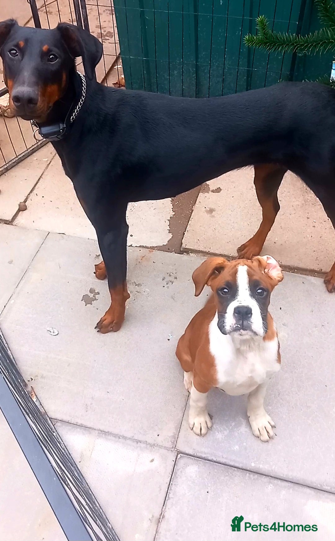 Boxer dogs for sale: Last KC Puppy looking for their forever home - Image 15