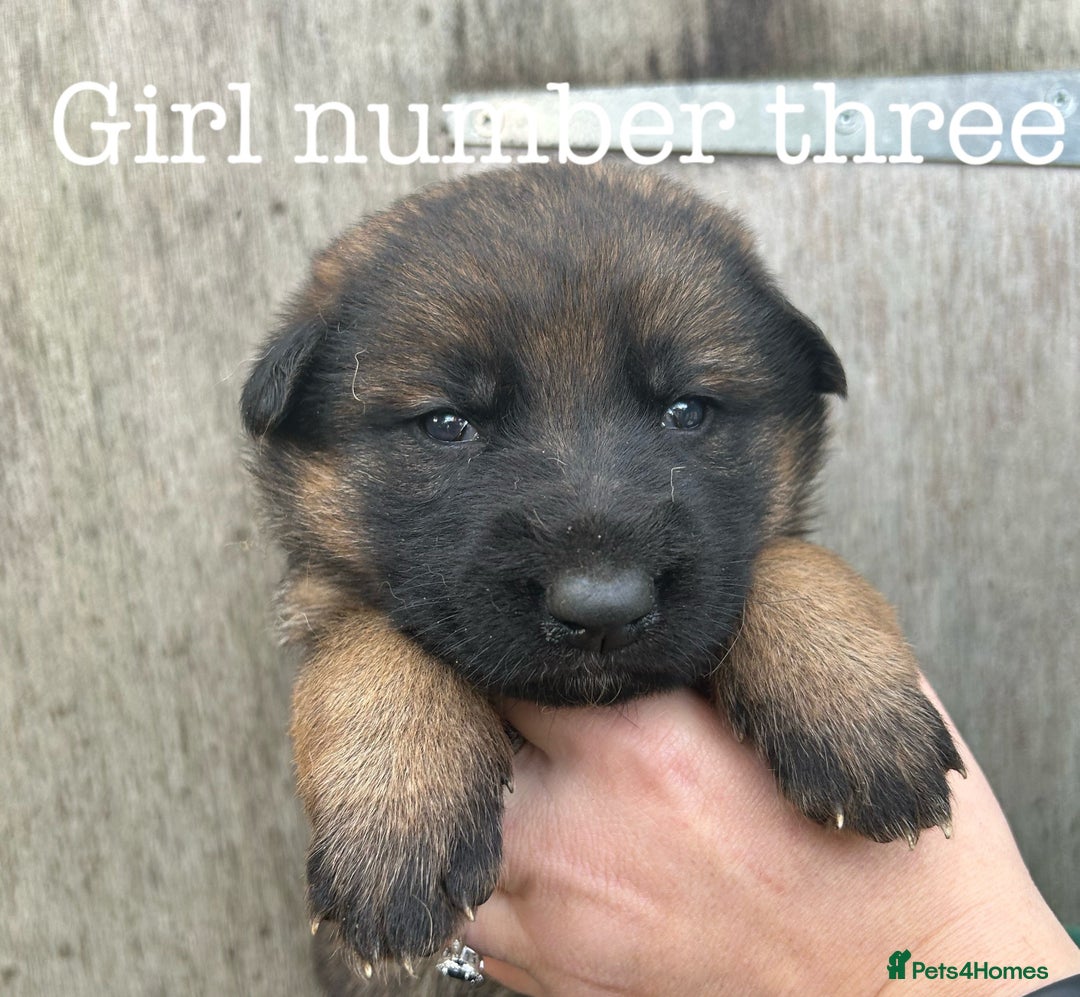 German Shepherd dogs for sale: German Shepherd puppies for sale  - Image 8