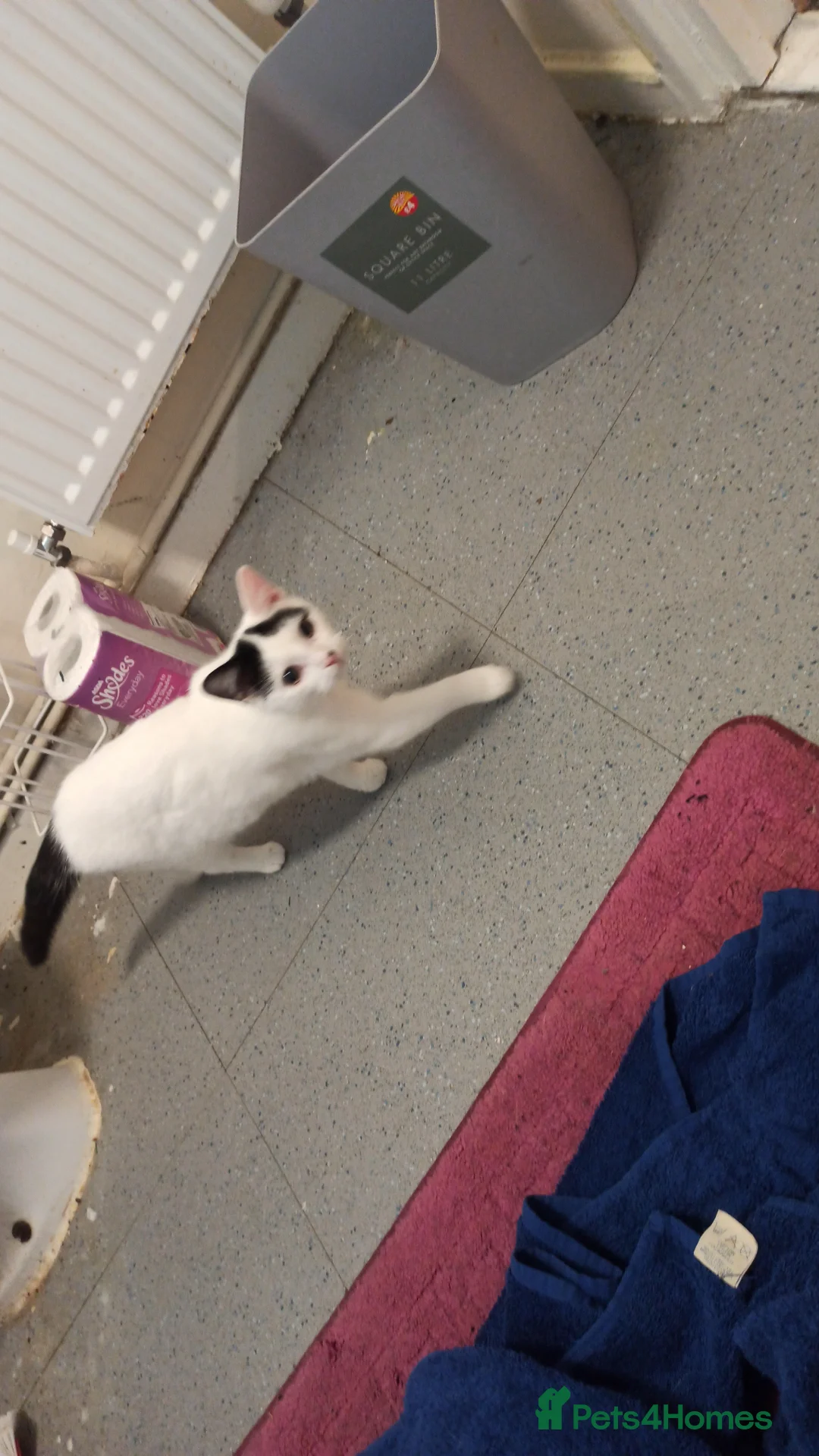 Mixed Breed cats for sale: Kitten for sale  - Advert 3