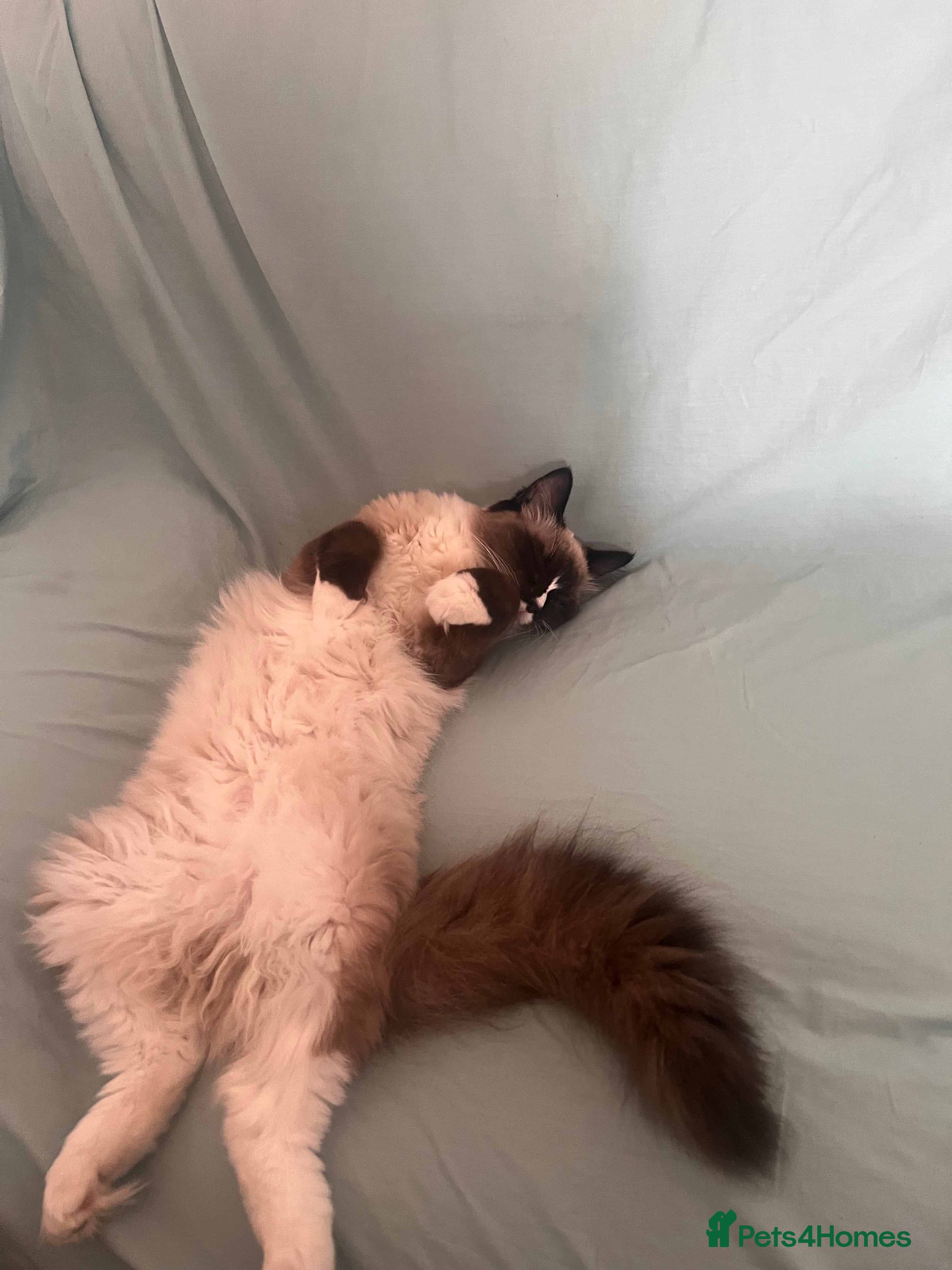 Ragdoll cats fluffy, male ragdoll kitten - Advert 1