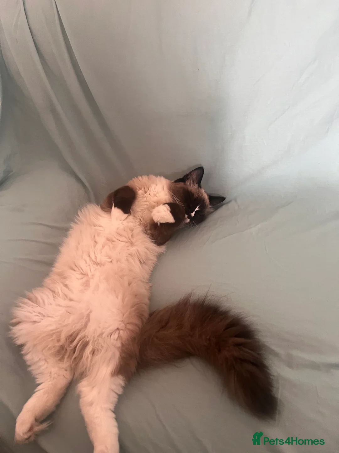 Ragdoll cats for sale: fluffy, male ragdoll kitten - Advert 1
