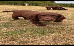 Sprocker dogs for sale: Sprocker pups  - Image 3
