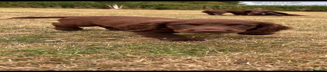 Sprocker Puppy 1