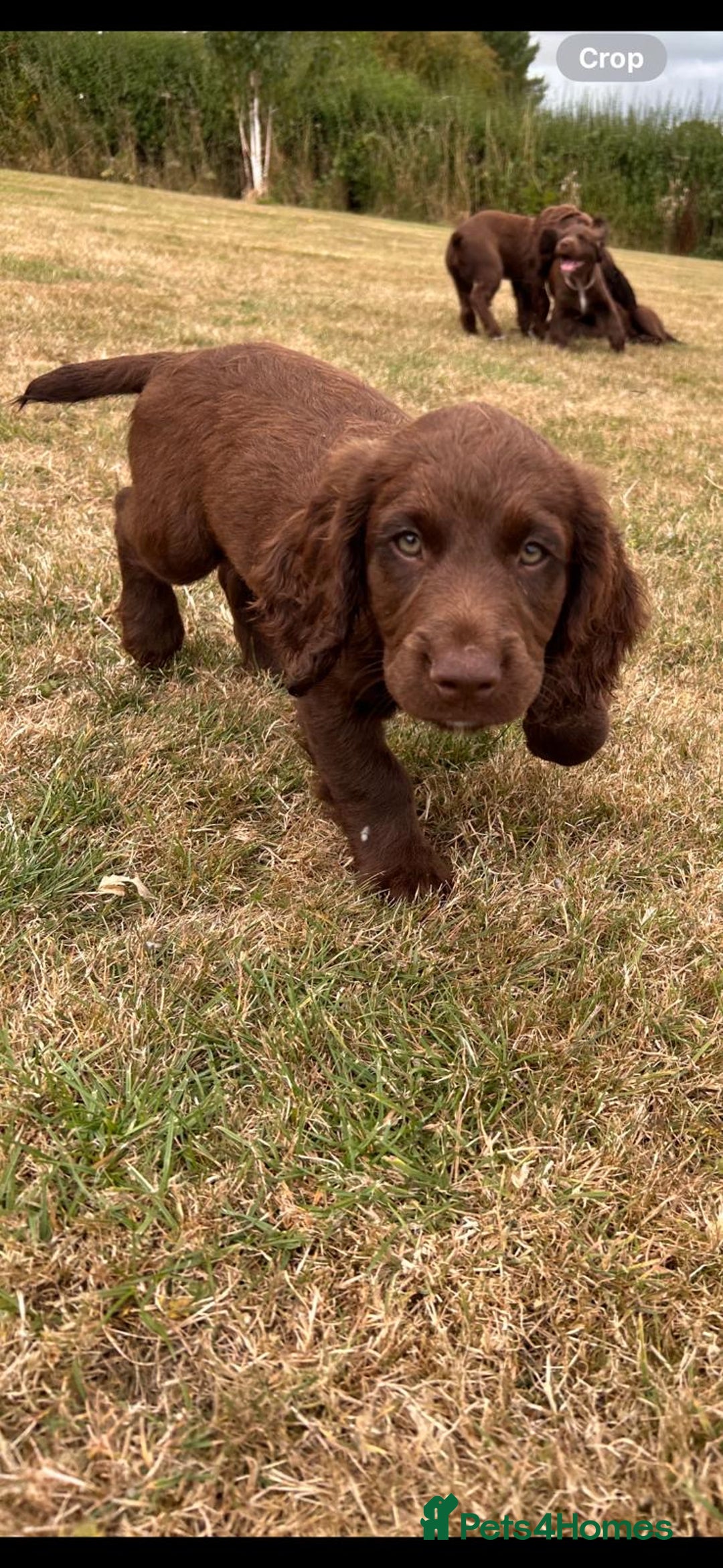 Sprocker dogs for sale: Sprocker pups  - Image 3
