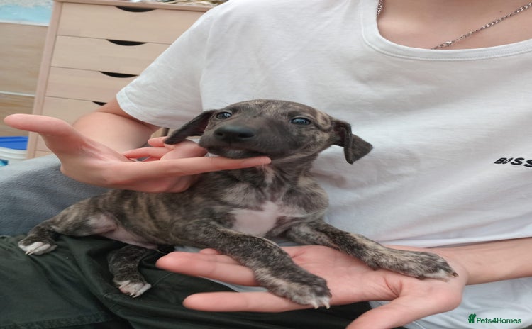 Whippet dogs - Advert 1