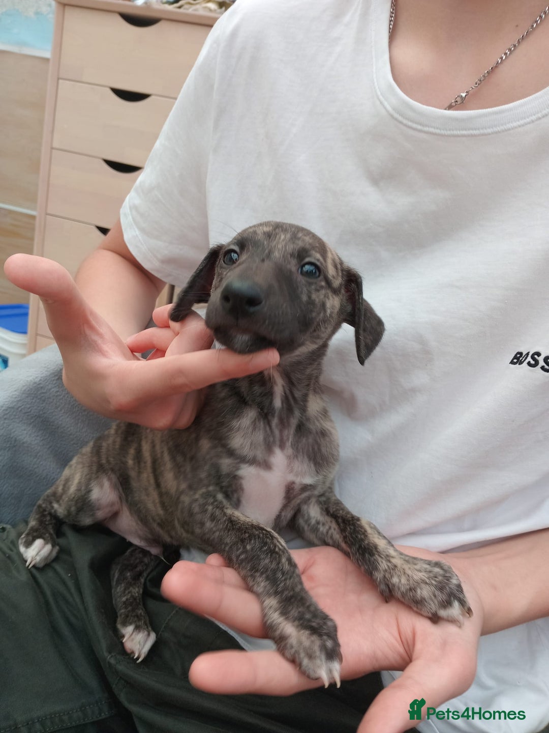 Whippet dogs for sale: *LAST MALE PUPPY* Beautiful KC Registered Puppies - Image 3