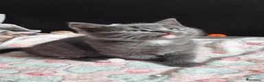 British Shorthair 1