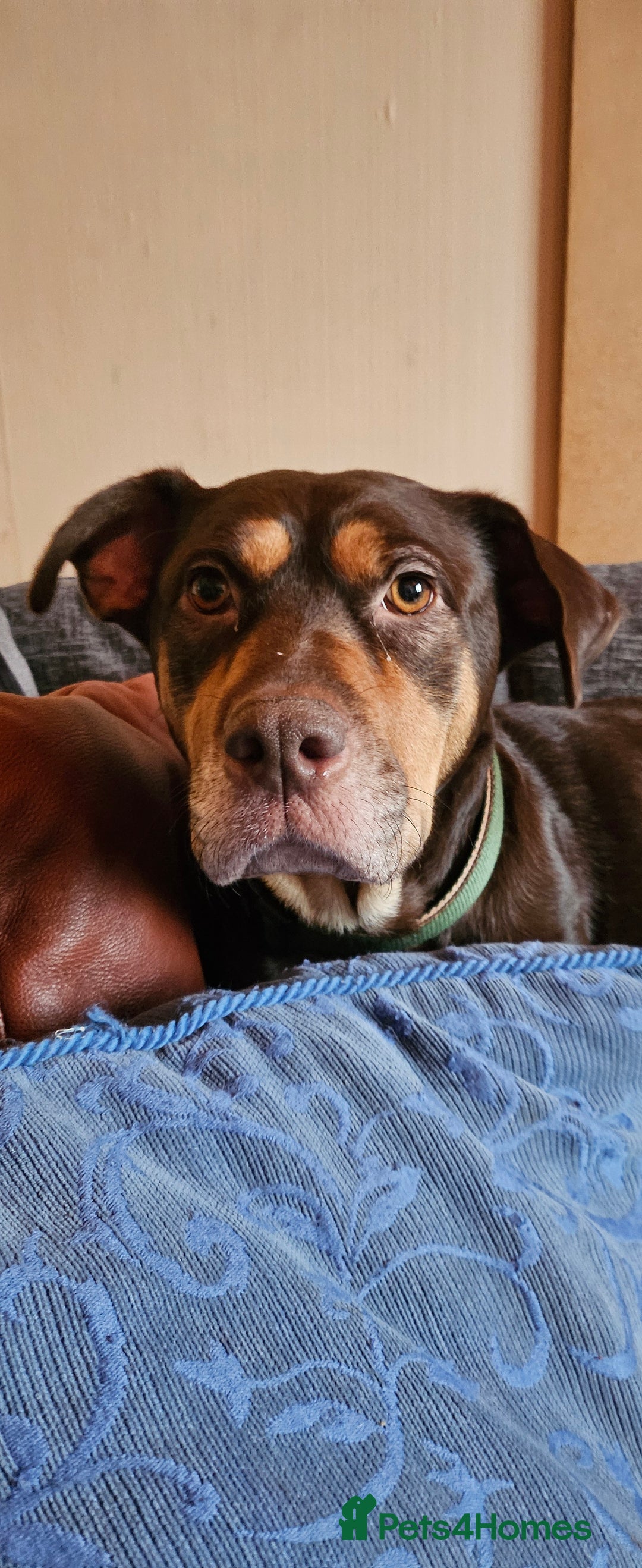 Mixed Breed dogs for sale: Puppies for sale - Advert 3