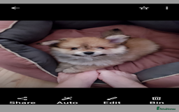 Mixed Breed dogs for sale: Gorgeous super fluffy puppy - Image 6