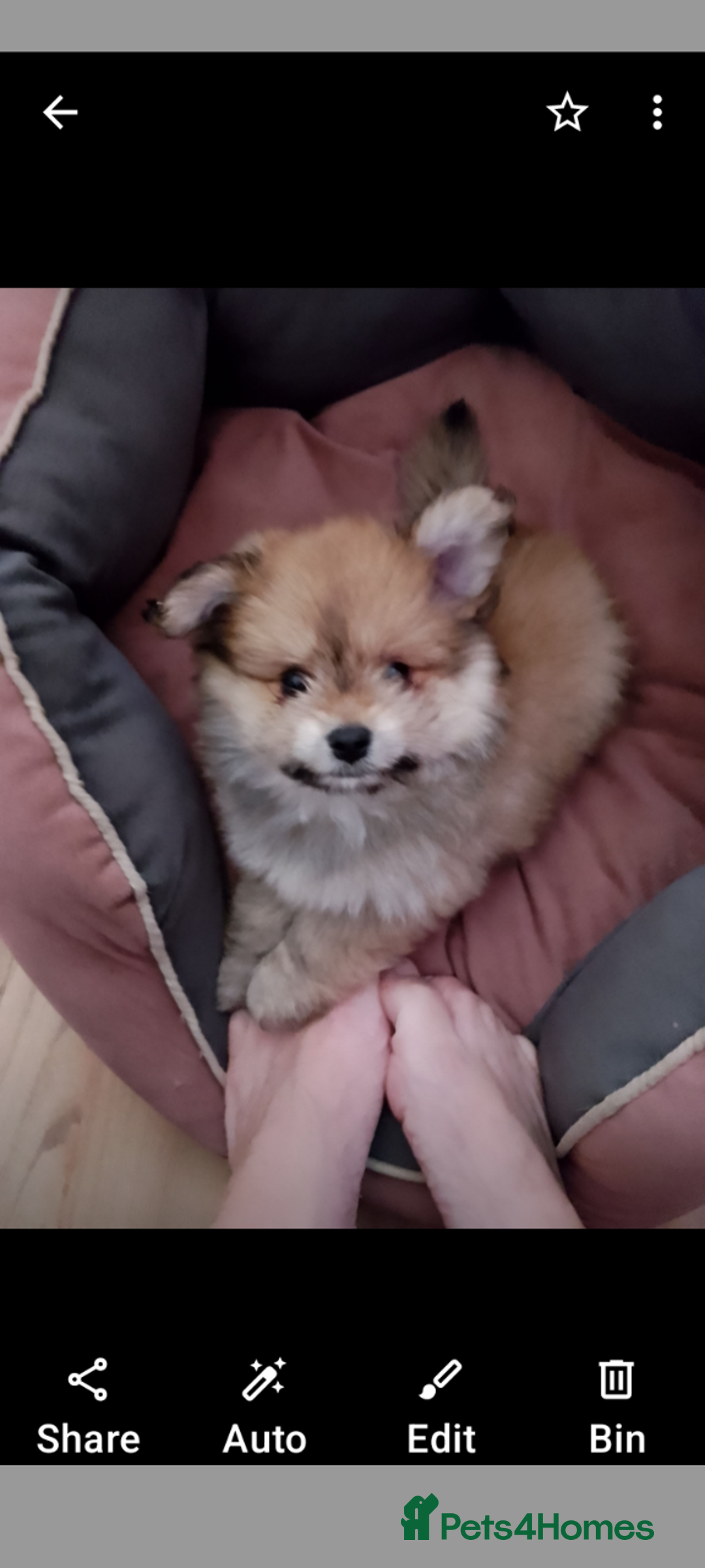 Mixed Breed dogs for sale: Gorgeous super fluffy puppy - Image 6