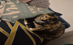 Mixed Breed cats for sale: Two sisters need a forever home - Image 1