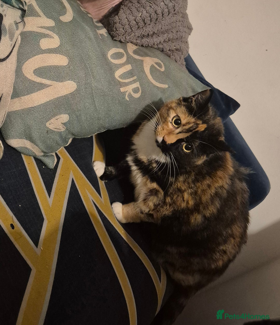 Mixed Breed cats for sale: Two sisters need a forever home - Image 1