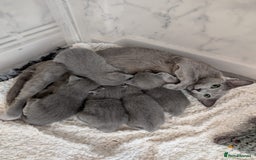 Russian Blue cats for sale: Stunning Russian Blue babies  in Huddersfield - Image 3