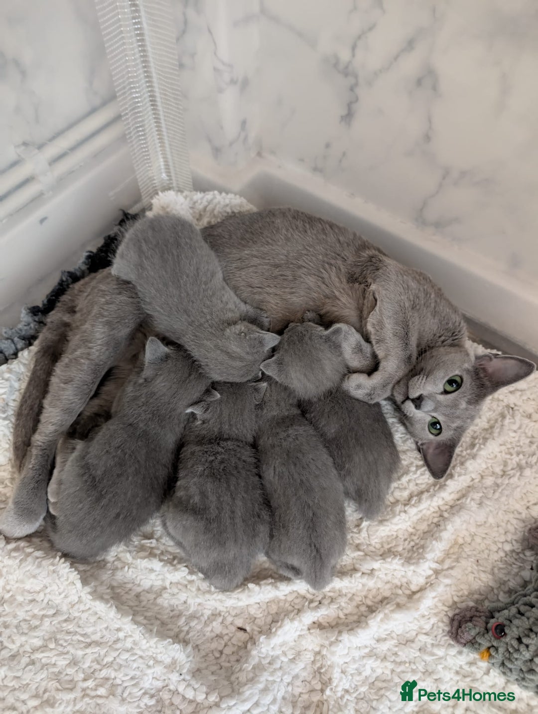 Russian Blue cats for sale: Stunning Russian Blue babies  in Huddersfield - Image 3