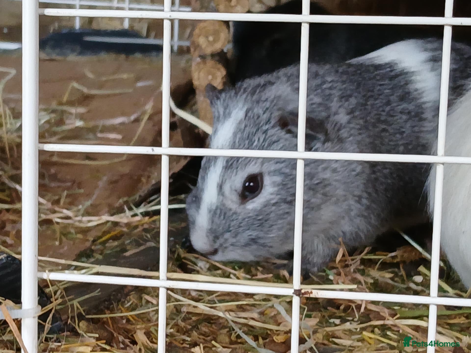 Guinea Pig rodents Guinea Pigs for rehoming  - Advert 1