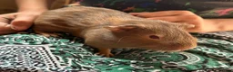 Guinea Pig rodents for sale: Male Guineapig 1.5 years needs a home - Advert 1