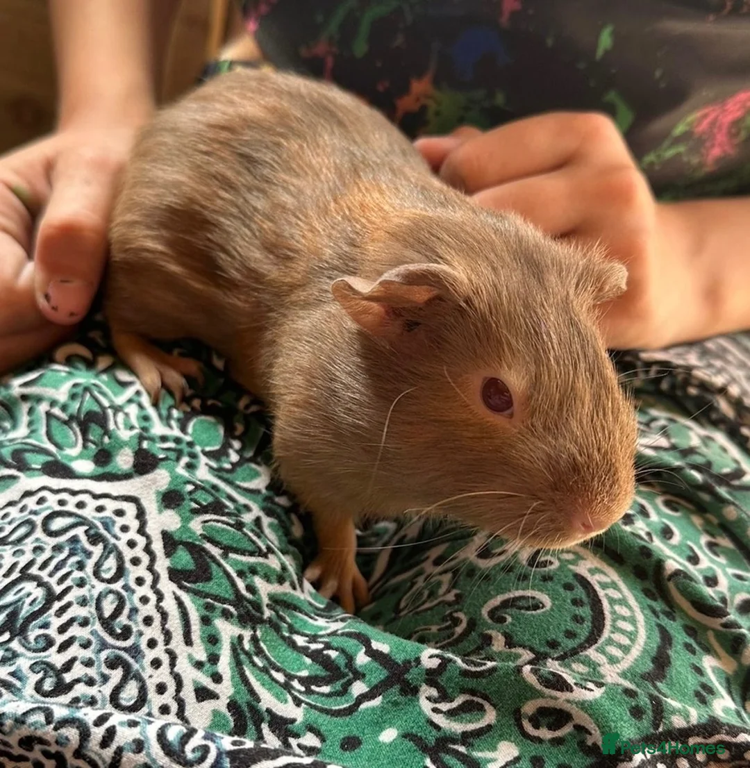 Guinea Pig rodents for sale: Male Guineapig 1.5 years needs a home - Advert 1