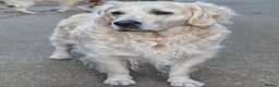 Golden Retriever dogs for sale: Fully health tested golden retriever puppys - Advert 12