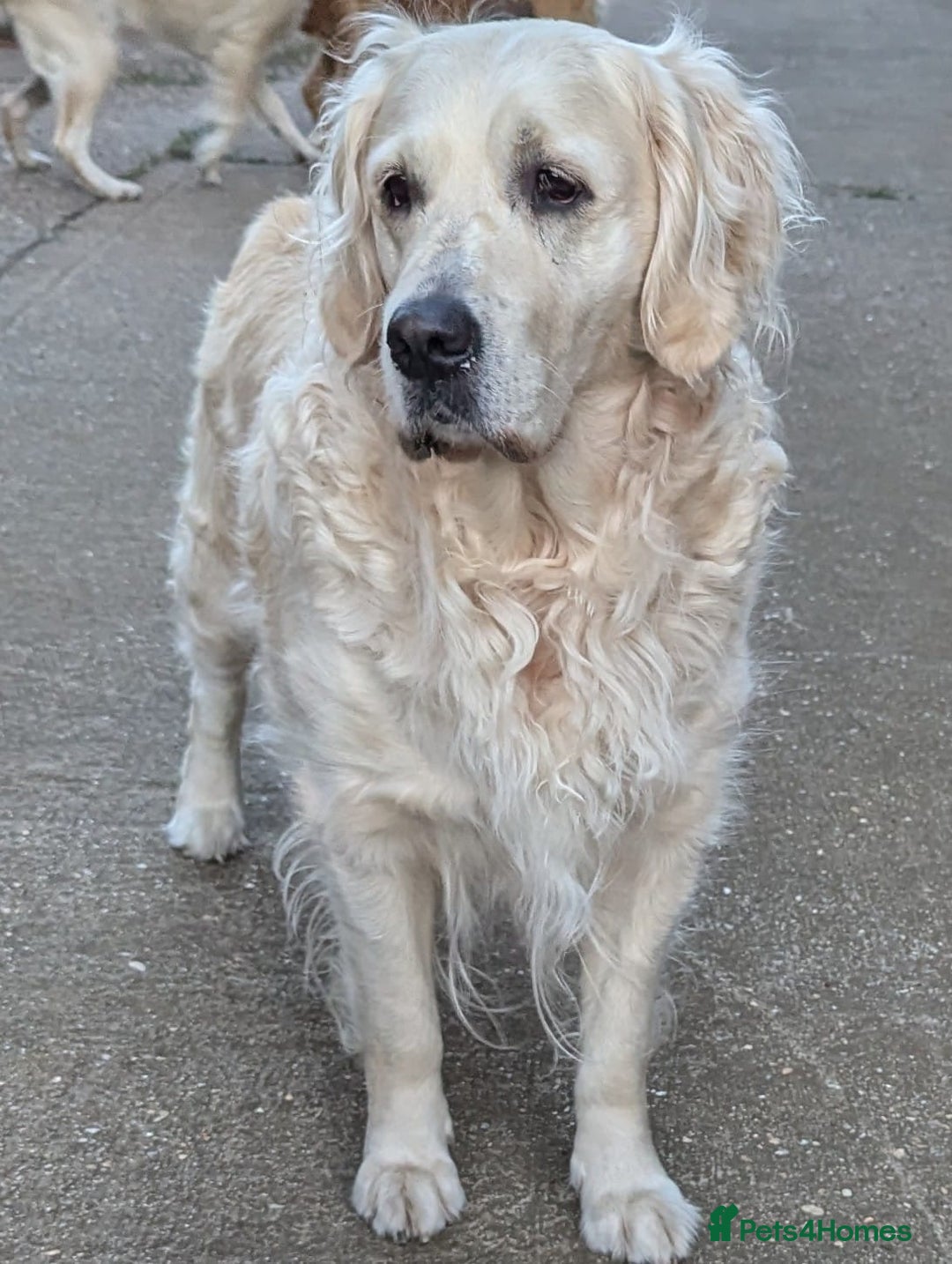 Golden Retriever dogs for sale: Dual purpose golden puppys - Advert 4