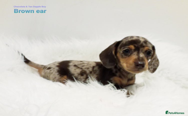 Miniature Dachshund dogs - Advert 9