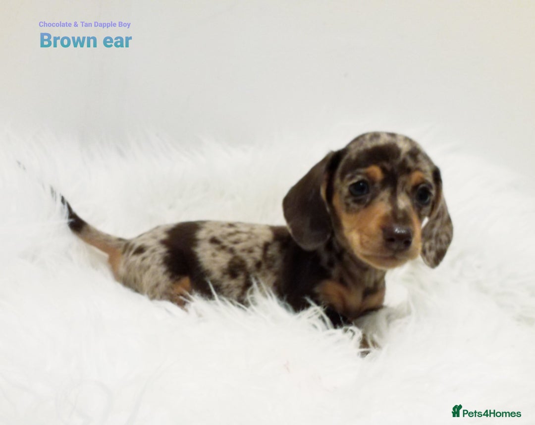 Miniature Dachshund dogs for sale: STUNNING KC DAPPLES. 5* breeder - Image 1
