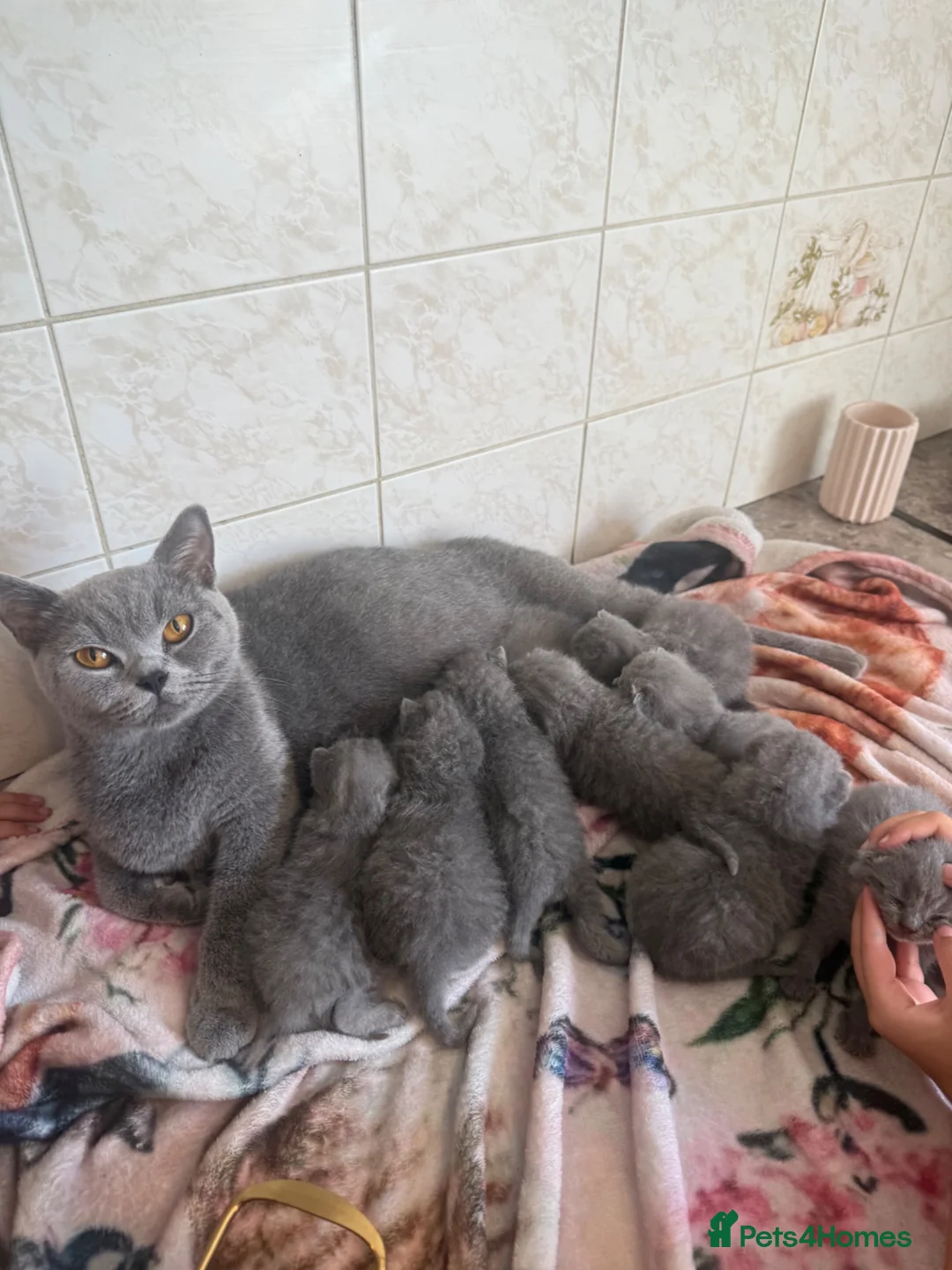 British Shorthair cats for sale: British short hair grey / blue kittens  - Advert 38