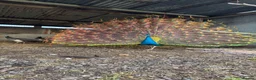 Mixed Breed birds for sale: Peacock and Peahens for Sale  - Advert 1