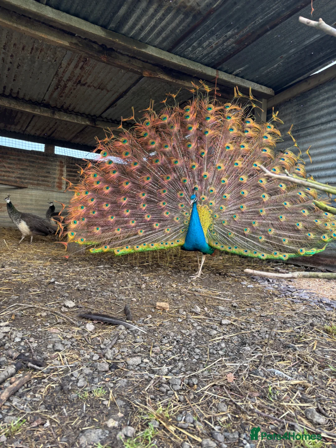 Mixed Breed birds for sale: Peacock and Peahens for Sale  - Advert 1