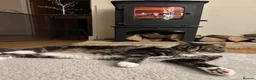 Mixed Breed cats for sale: Kittens in Cheltenham - Advert 9