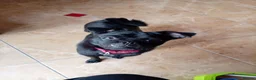 Chug dogs for sale: Male chug  - Advert 2