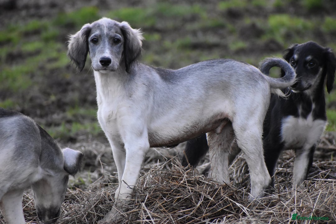 Saluki dogs for sale: ✨ Only one incredible Male left✨ Price REDUCED!!  - Advert 1
