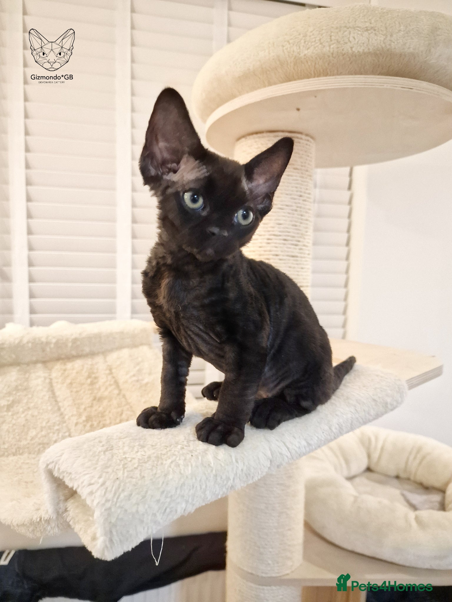 Devon Rex cats 🐾 Black Boy 🐈‍⬛ Devon Rex 🐾 - Advert 1