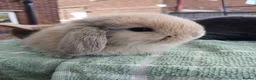 Lionhead rabbits for sale: Beautiful DM Lionheads  - Advert 2