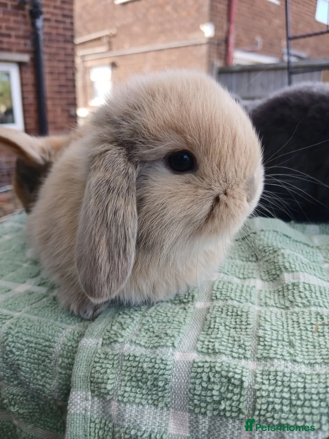 Lionhead rabbits for sale: Beautiful DM Lionheads  - Advert 2