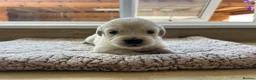 Golden Retriever dogs for sale: Health tested and KC-stunning golden retrievers  - Advert 28