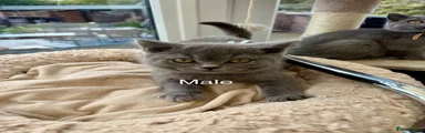 British Shorthair Blue collar