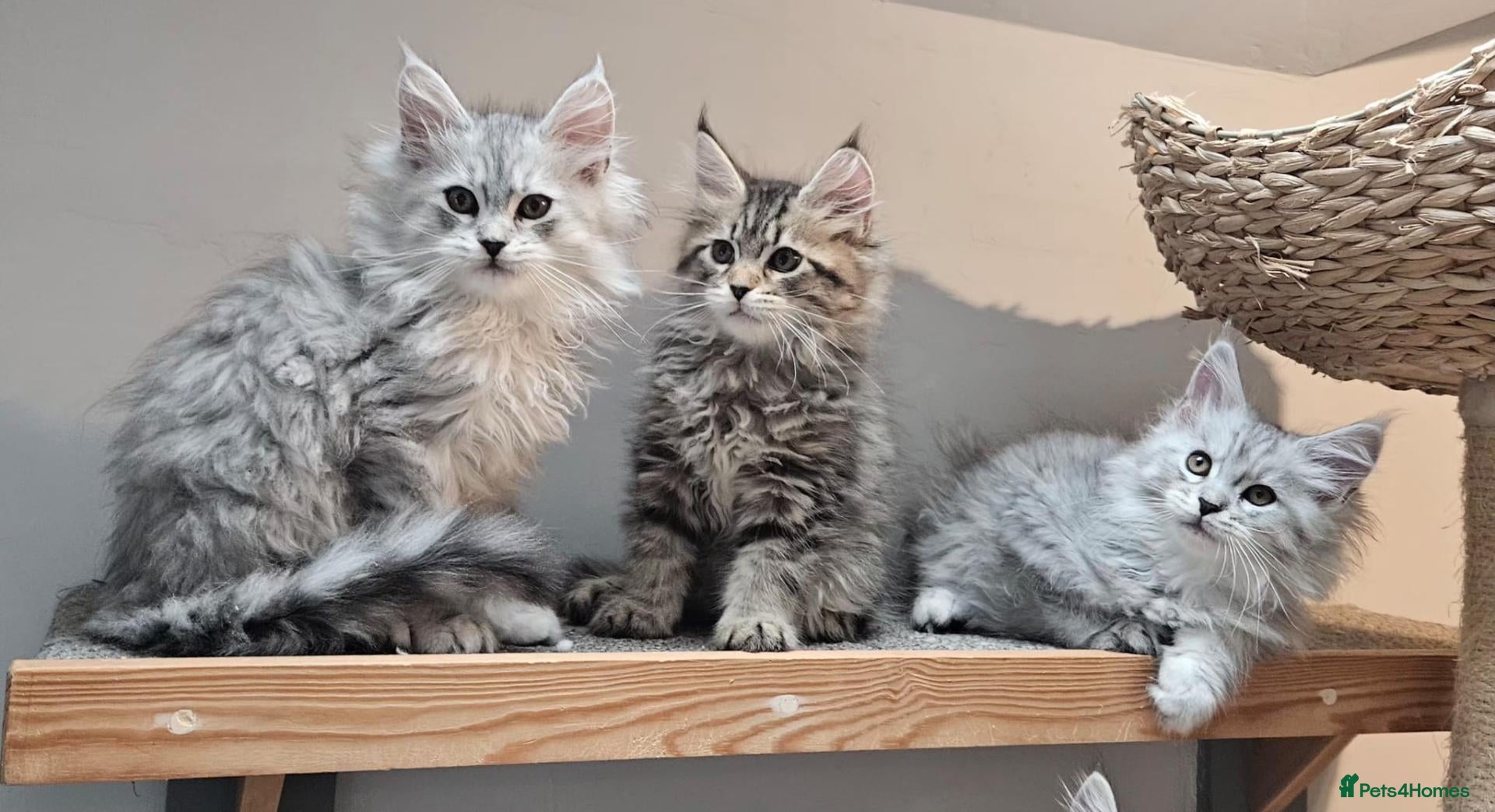 Maine Coon cats Large Maine Coon kittens regd European bloodline - Advert 15