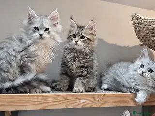 Maine Coon cats Large Maine Coon kittens regd European bloodline - Advert 15