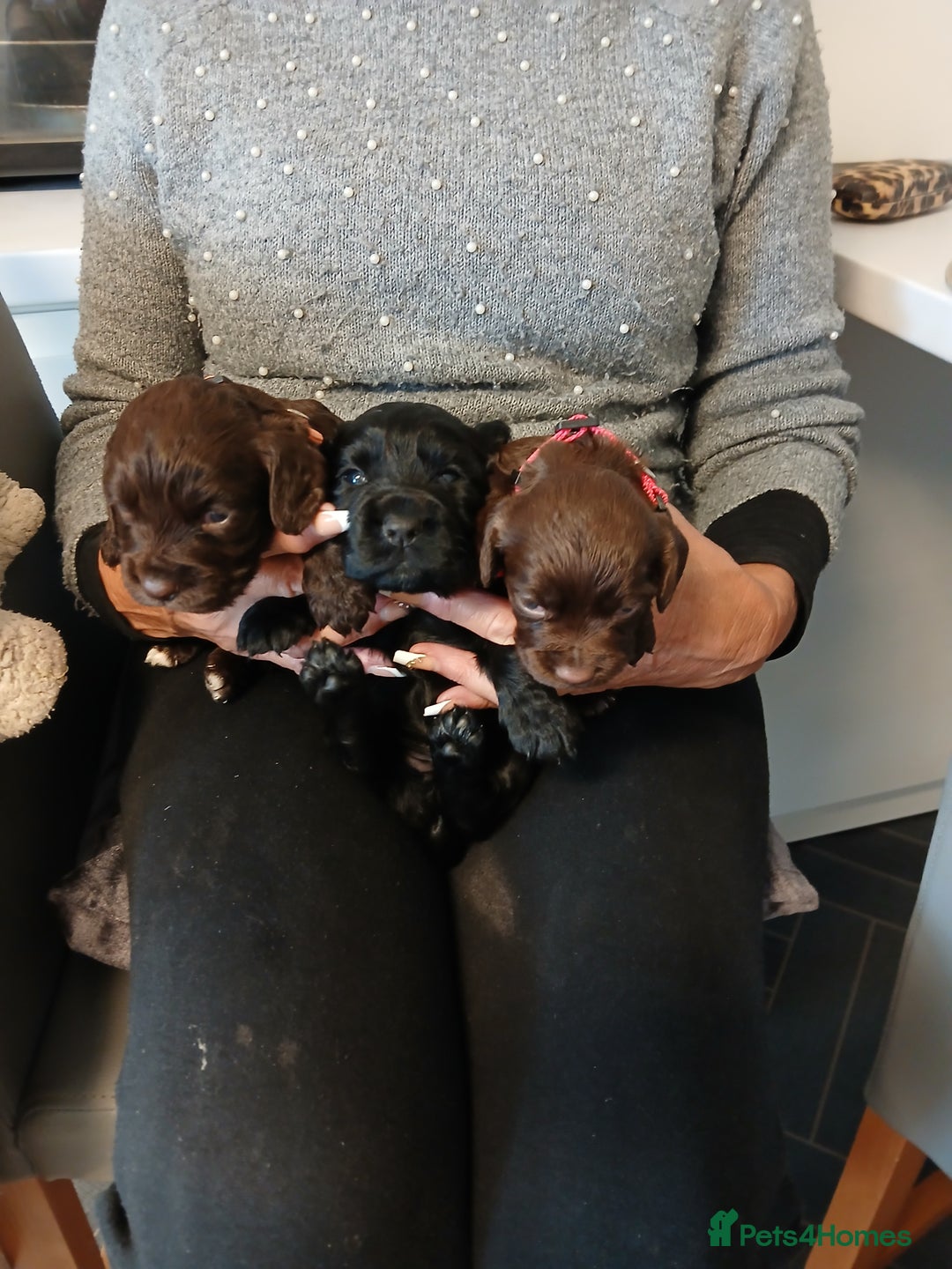 Cocker Spaniel dogs for sale: Cocker spaniel puppies - Advert 6