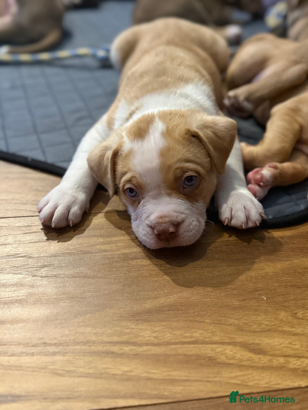 Mixed Breed dogs for sale: American Staffie X Olde English Bulldog Puppies - Advert 3