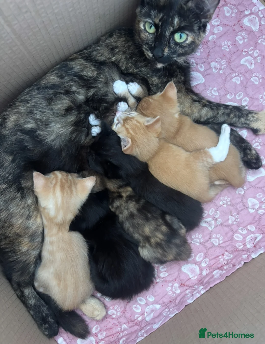 Mixed Breed cats for sale: Cute, Cuddly Kittens Ready for Their Forever Homes - Advert 2